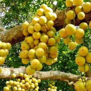 থাই লটকন গাছ